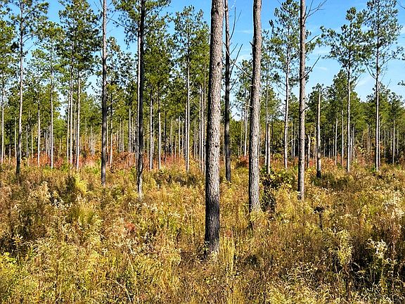 5th image of TRACT 12 Hughes Lake Rd SE