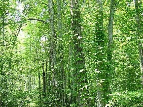 5th image of 0 Toestring Cove Rd #76