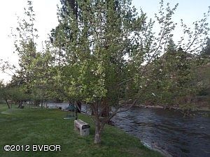more apple trees