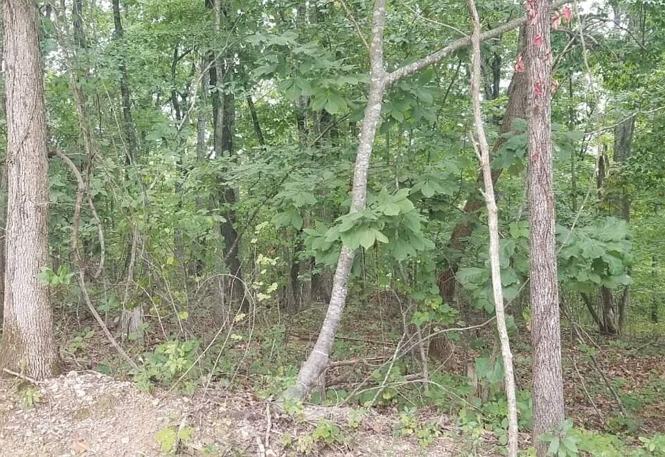 2nd image of 0 Chestnut Dr