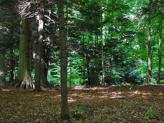5th image of LOT 39 Beech Dr