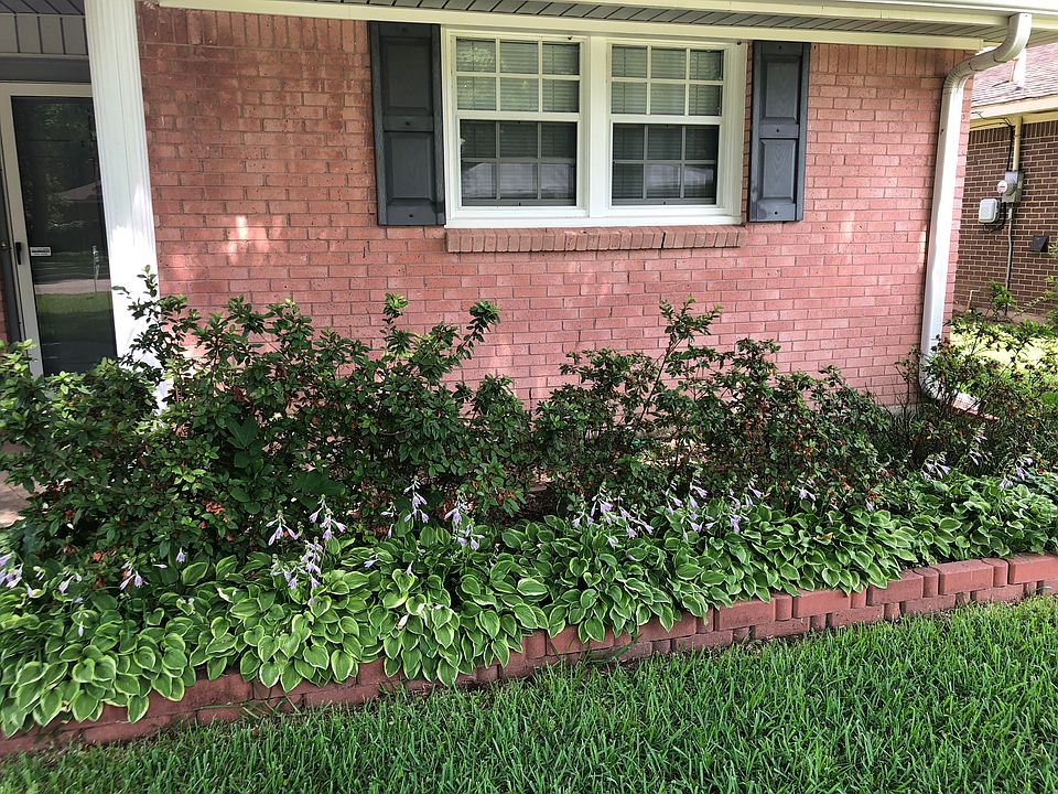 Blooming hostas!