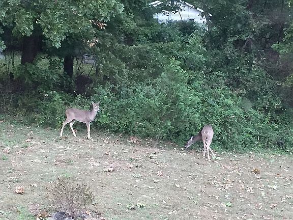 The deer who visit us.