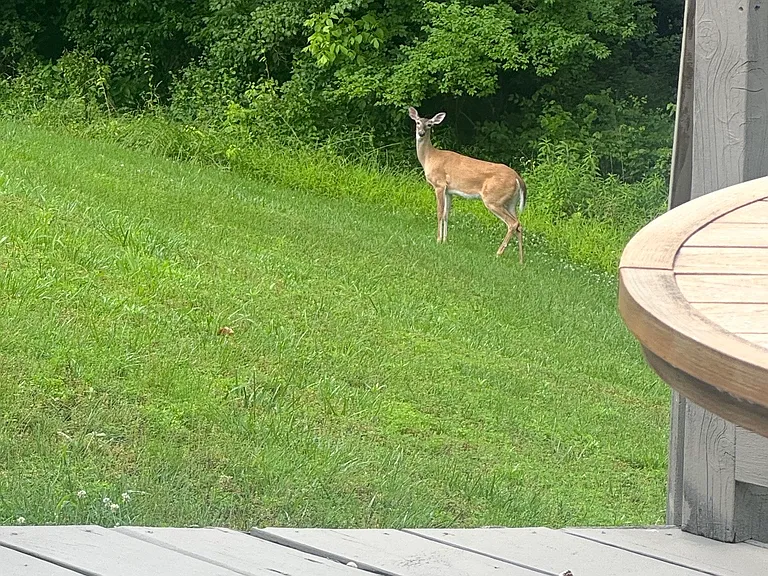 Iowa Ct — Photo 11