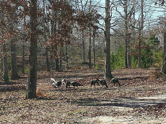 Back Acreage runs to Queens Creek