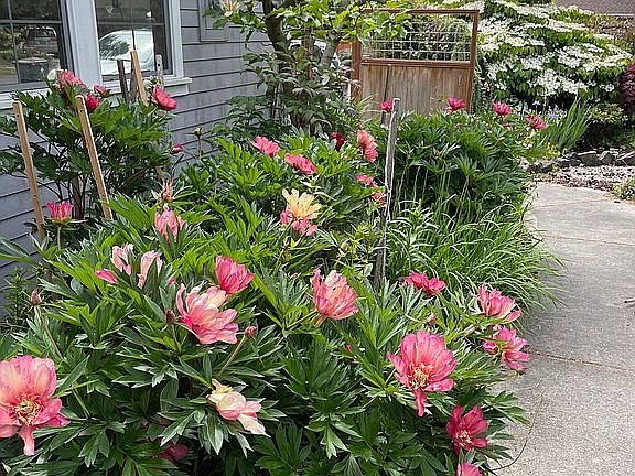 Front walk in bloom