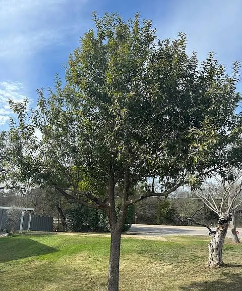 3409 Graybuck Rd — Photo 18