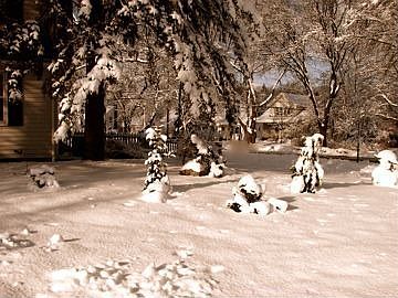 Front yard
