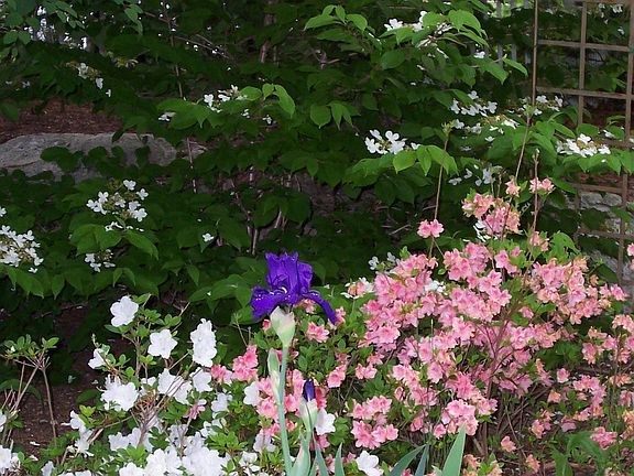 Spring Time