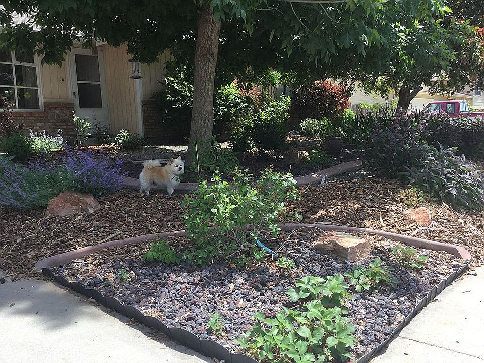 Front yard