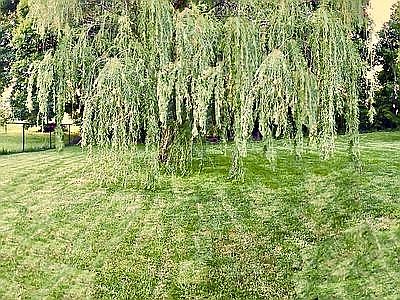 Back Fenced yard