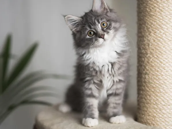 Monroe Avenue Apartments