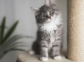 Monroe Avenue Apartments