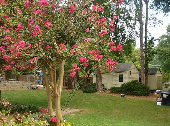 3rd image of 327 Candlewood Dr