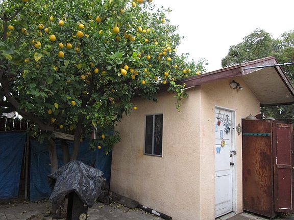 Storage Shed, Lights, Lemons
