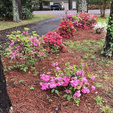 Azaleas along the driveway. 