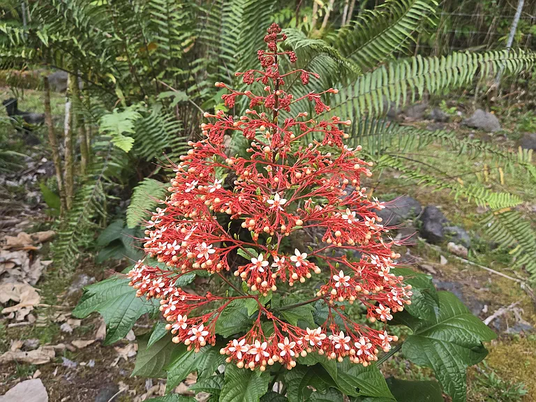 Interesting plants just outside your apartment.