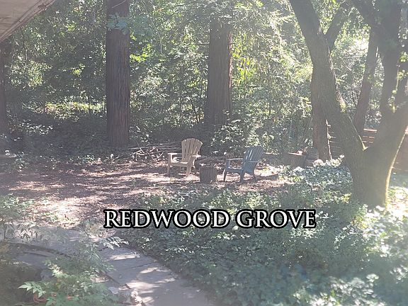 Redwood Grove at the side of the house.