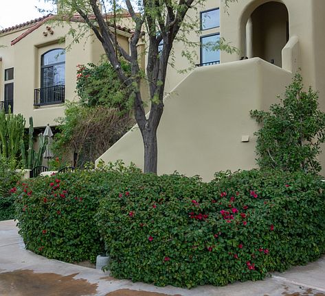 3rd image of 233 E Villorrio Dr