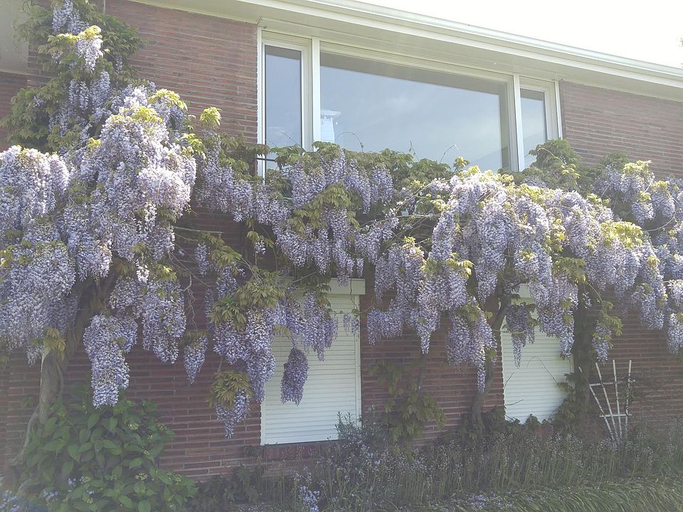 Summer Wisteria on Windows