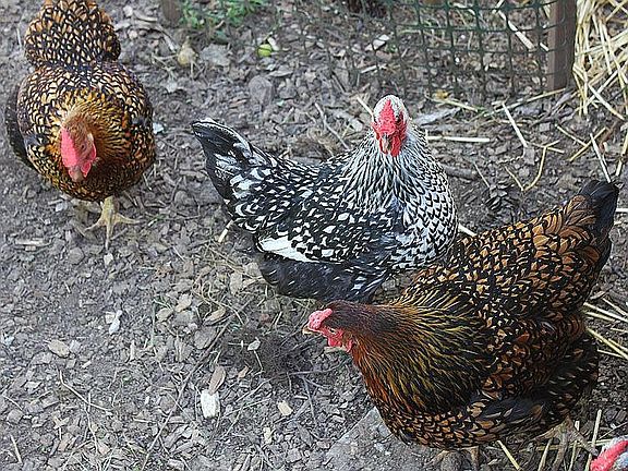 Hand raised chickens