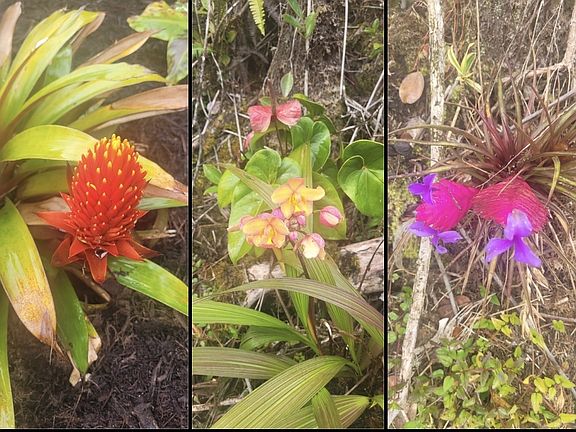 5th image of 11-1772 Puna Wai Ave Lot 16