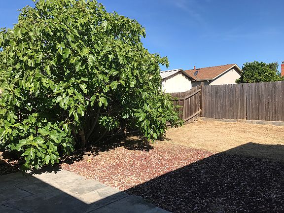 back yard