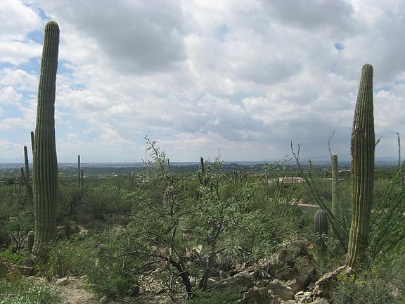 2nd image of 5232 N Sonoran Canyon Pl Unit 33