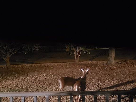 Front yard...lots of deer