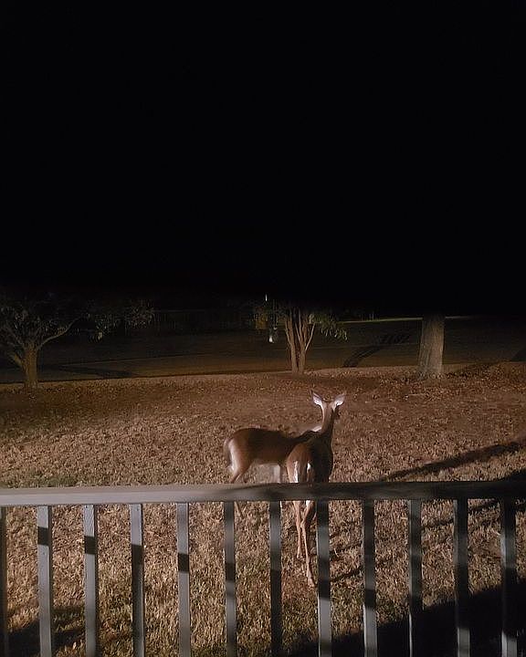 Front yard...lots of deer