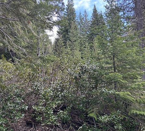 4th image of 5 Royce Pine Rd
