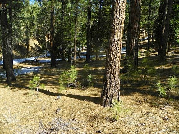 4th image of 462 Grizzly Ranch Rd
