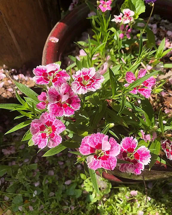 Springtime flowers