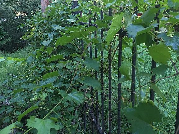 Grapes along the fenceline