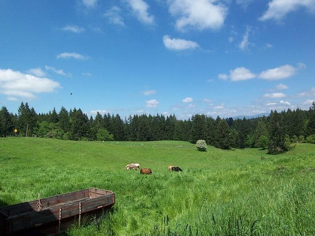 40+/- acres in pasture/hayfield