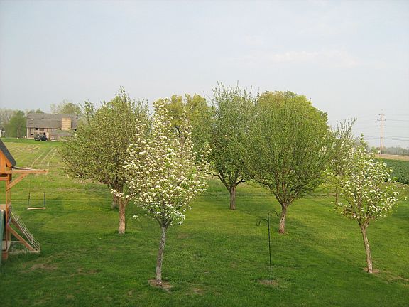 Fruit Trees