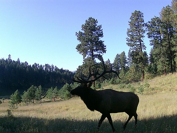 3rd image of Jemez Mountain Forest Rd #10