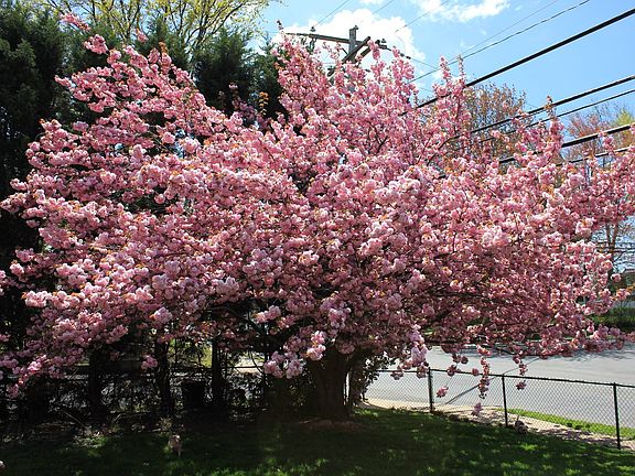 3rd image of 1098 Hopkins Ave