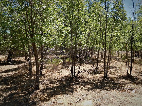 LOOKING THROUGH TREES TOWARD JUNIPER RID