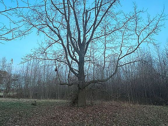 3rd image of Burrell Ln