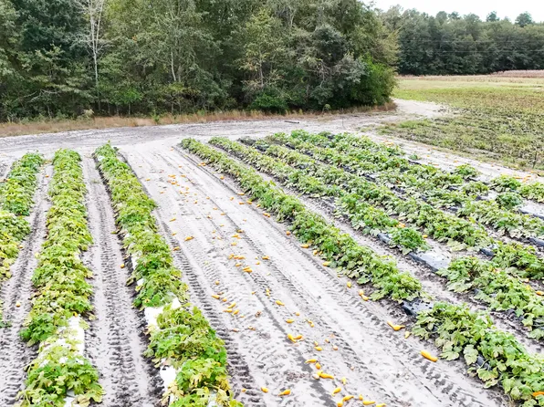 0 Chavis Rd, Blackville, SC 29817