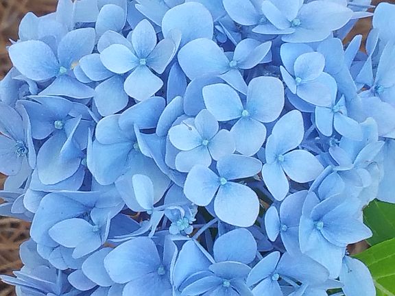 beautiful blue hydrangeas