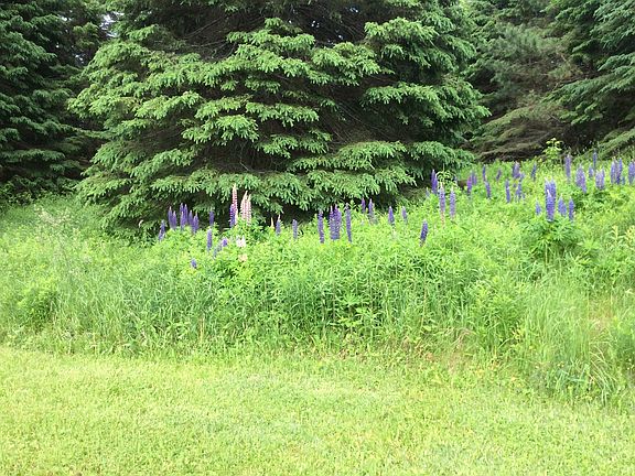 Backyard hill with lupines