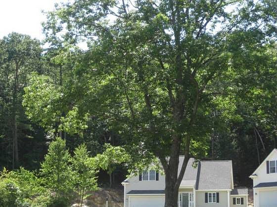 2nd image of 6 Reed Ln