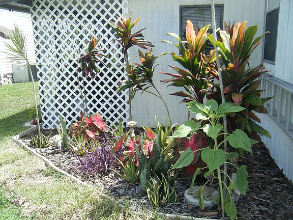 Rear Flowerbed