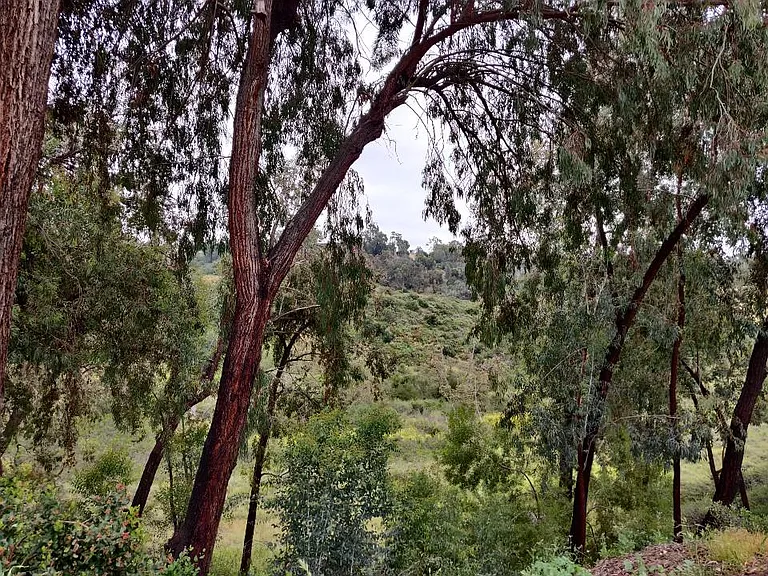 Gayuba Ln — Photo 21