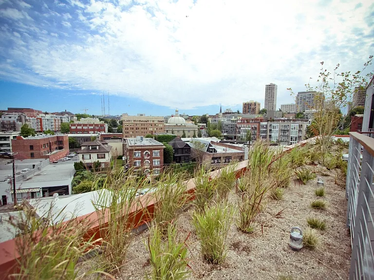 Pine Minor — Photo 11