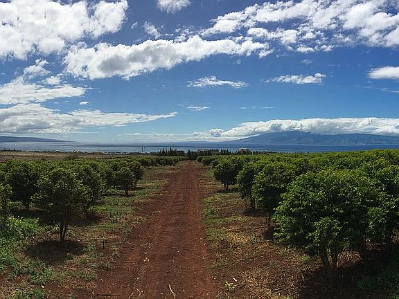 4th image of Lot 13 Kaanapali Coffee Farms