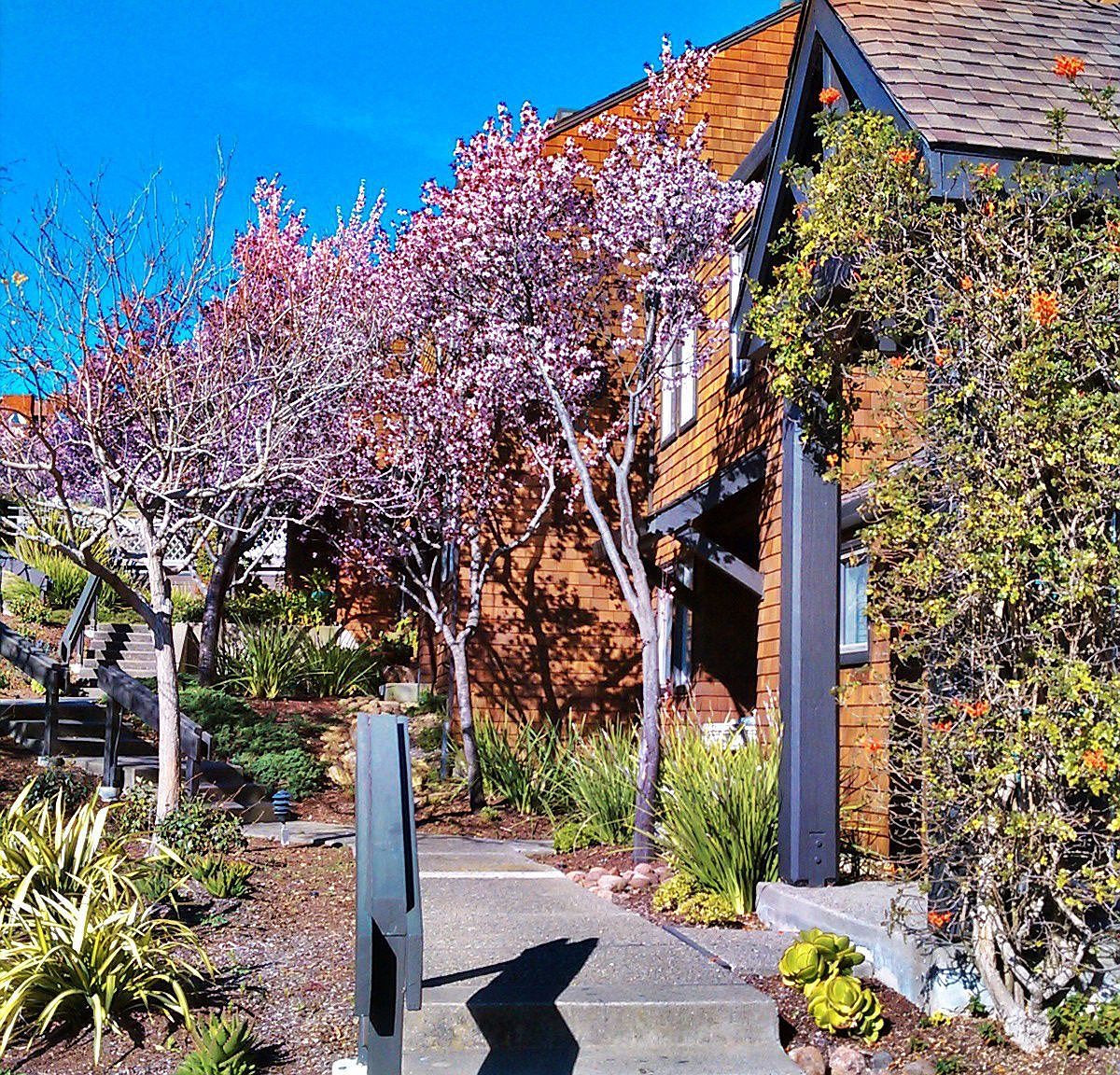 230 Donahue St, Sausalito, CA 94965 Zillow