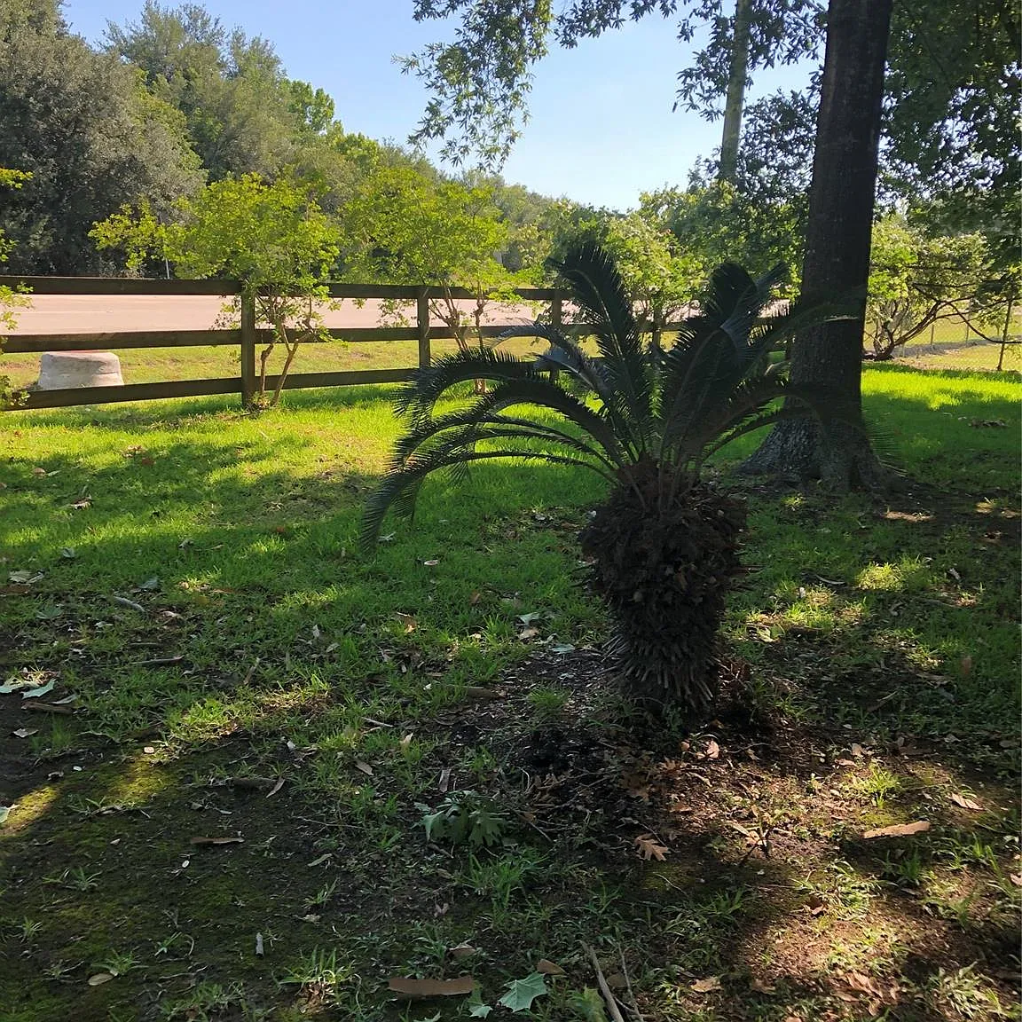 3 bed, 1.0 bath, 1700 sqft, $1,850 — Photo 3